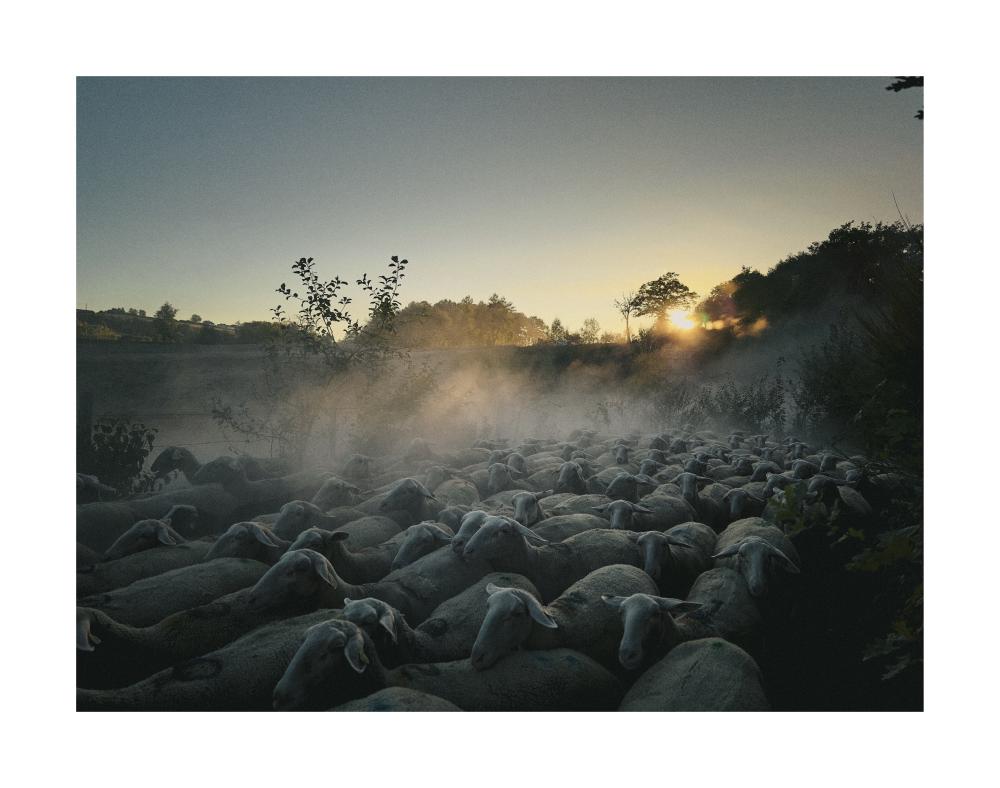 Flock