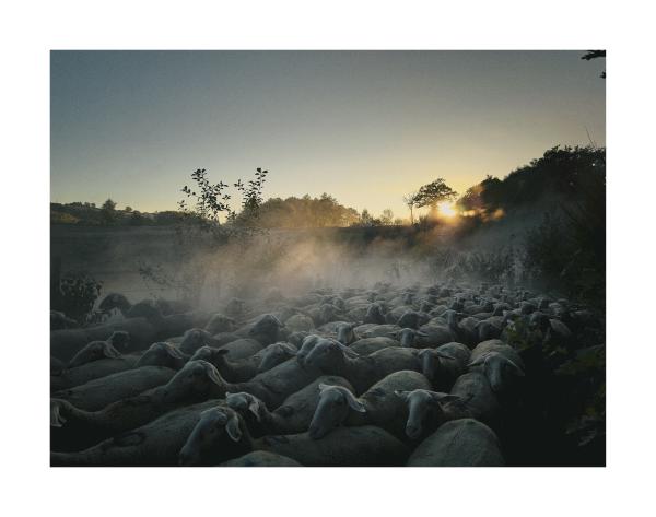 Flock