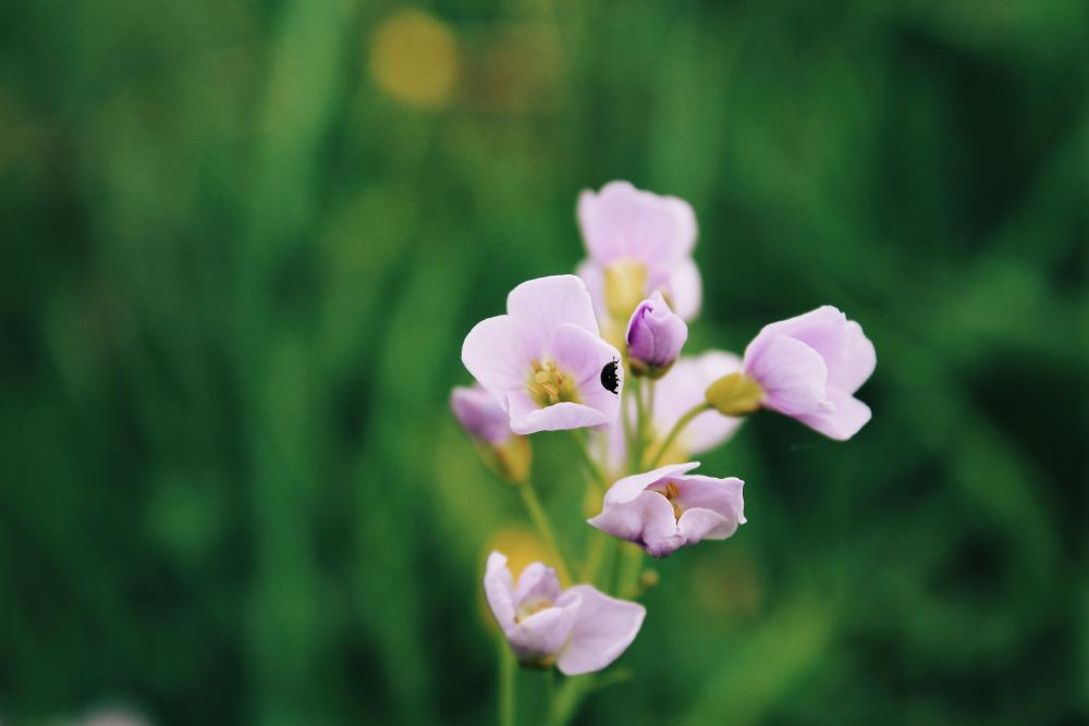 Flower 1