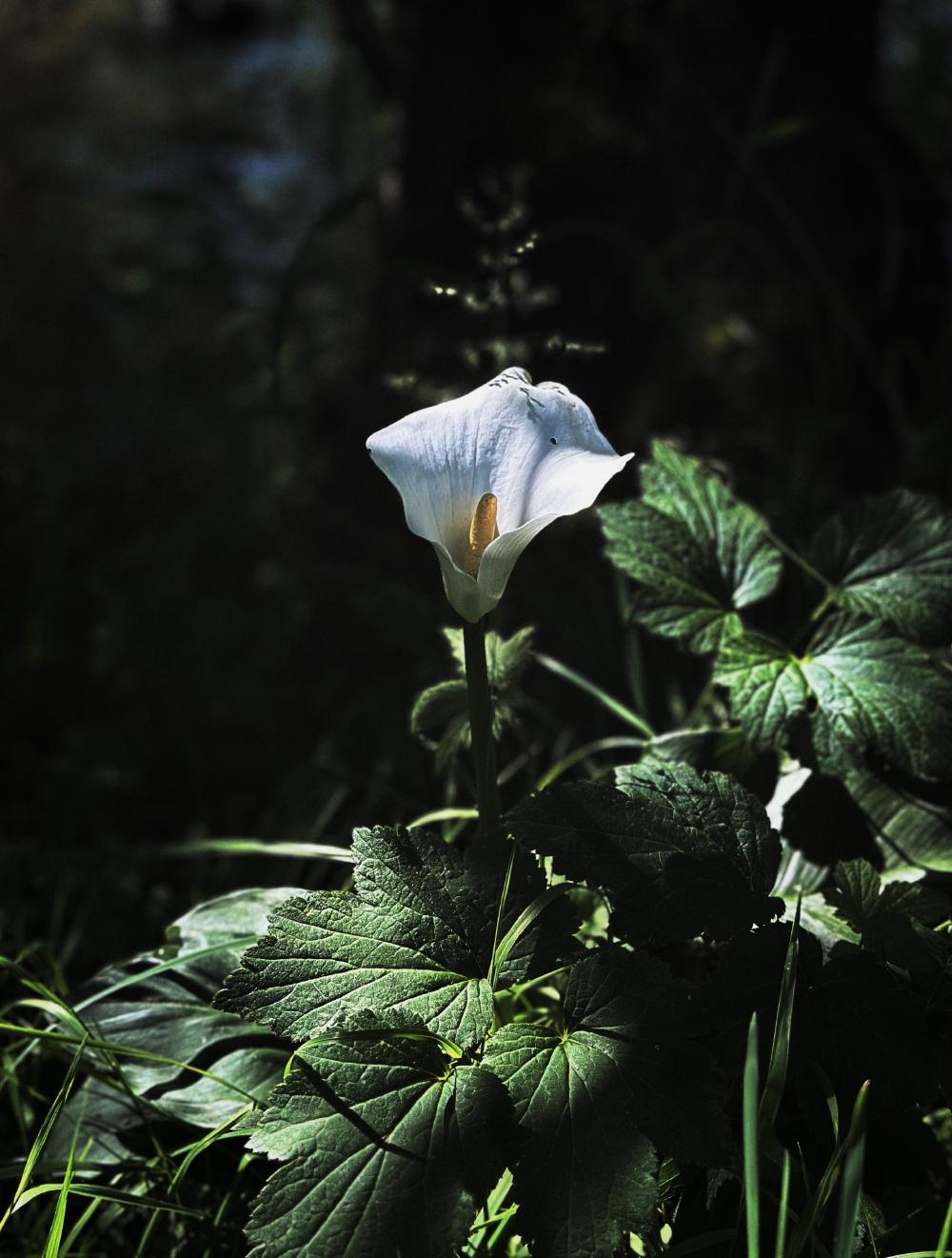 Flower 2