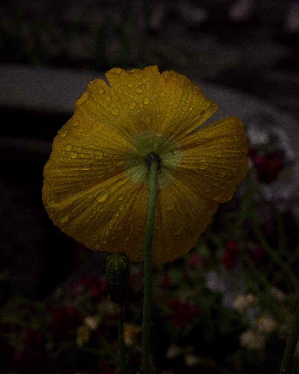 Rainy Flowers 1