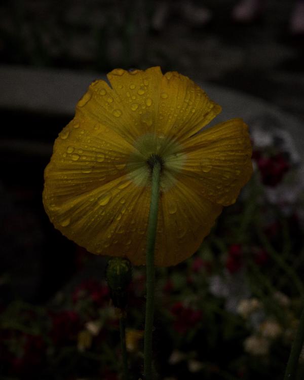 Rainy Flowers 1