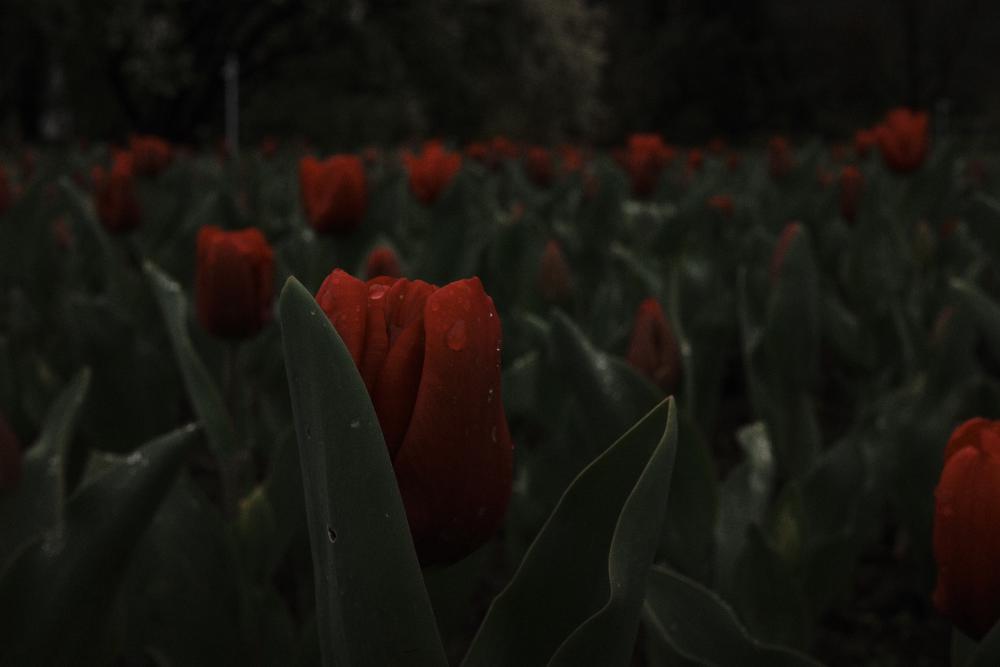 Rainy Flowers 2
