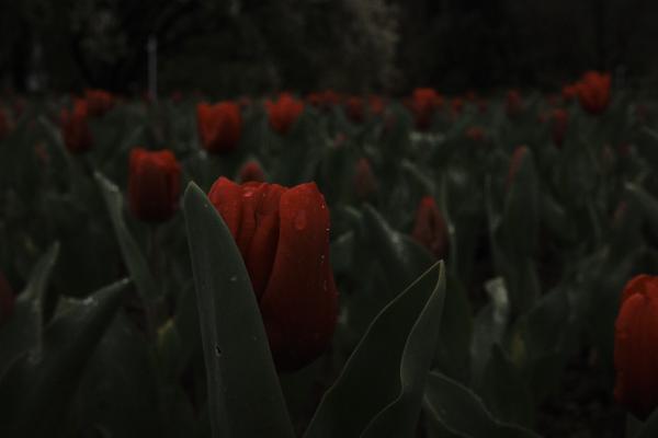Rainy Flowers 2