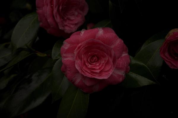 Rainy Flowers 3