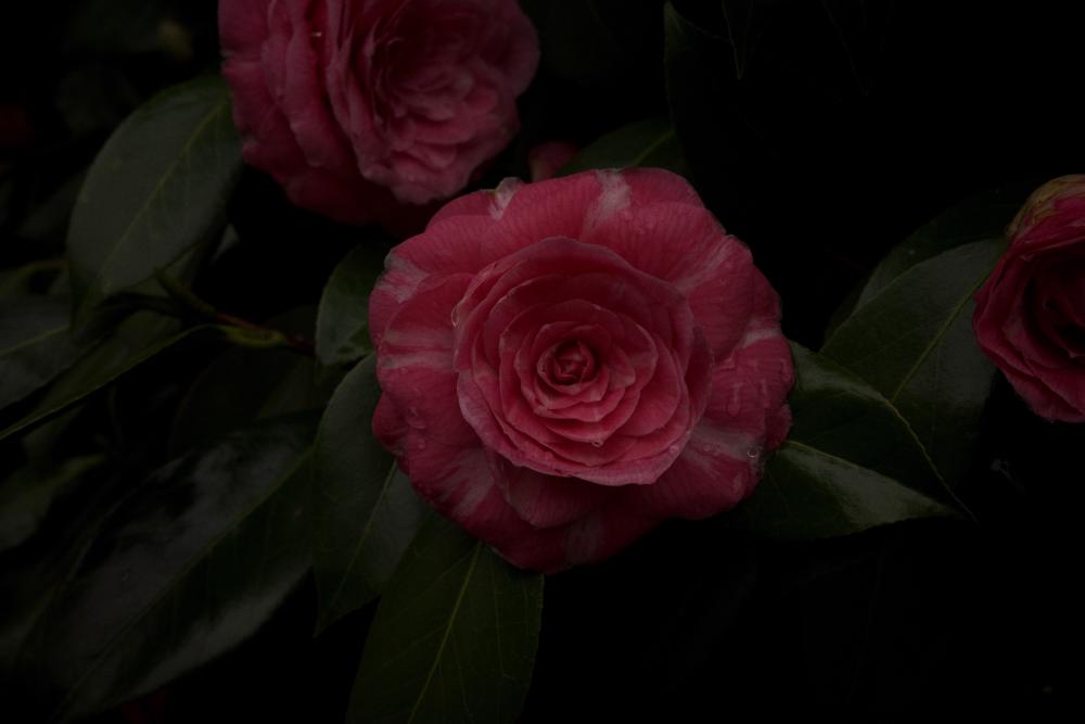 Rainy Flowers 3