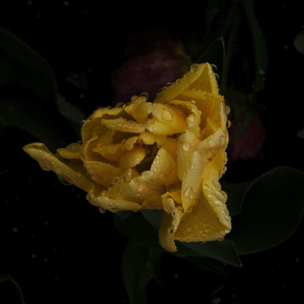 Rainy Flowers 4