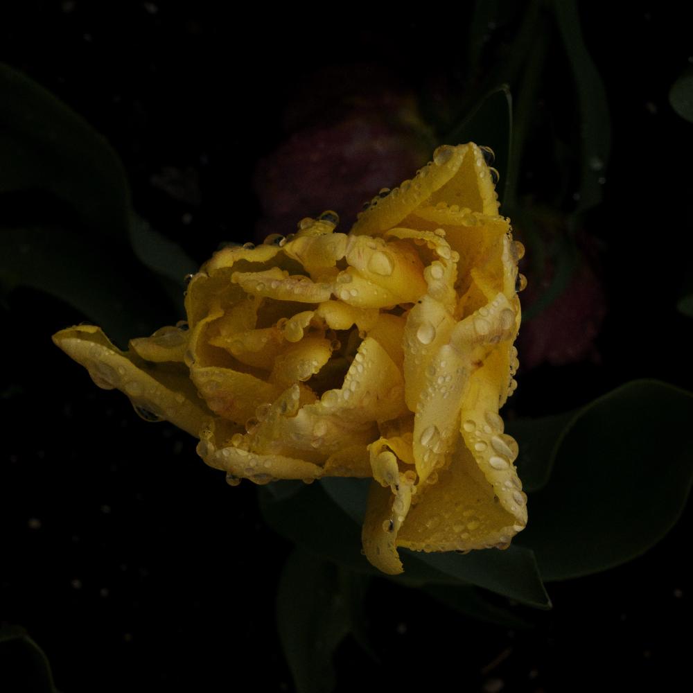Rainy Flowers 4
