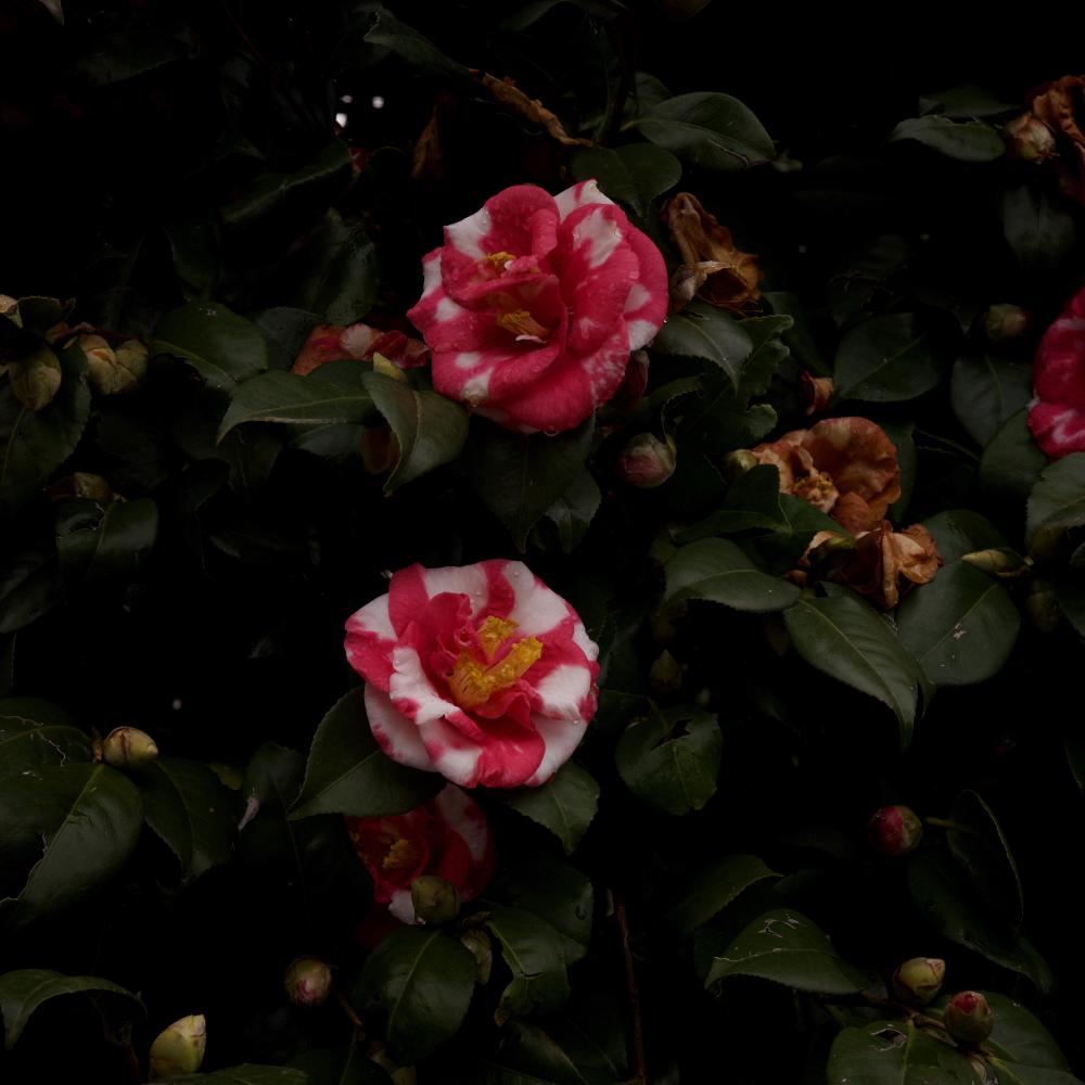 Rainy Flowers 5