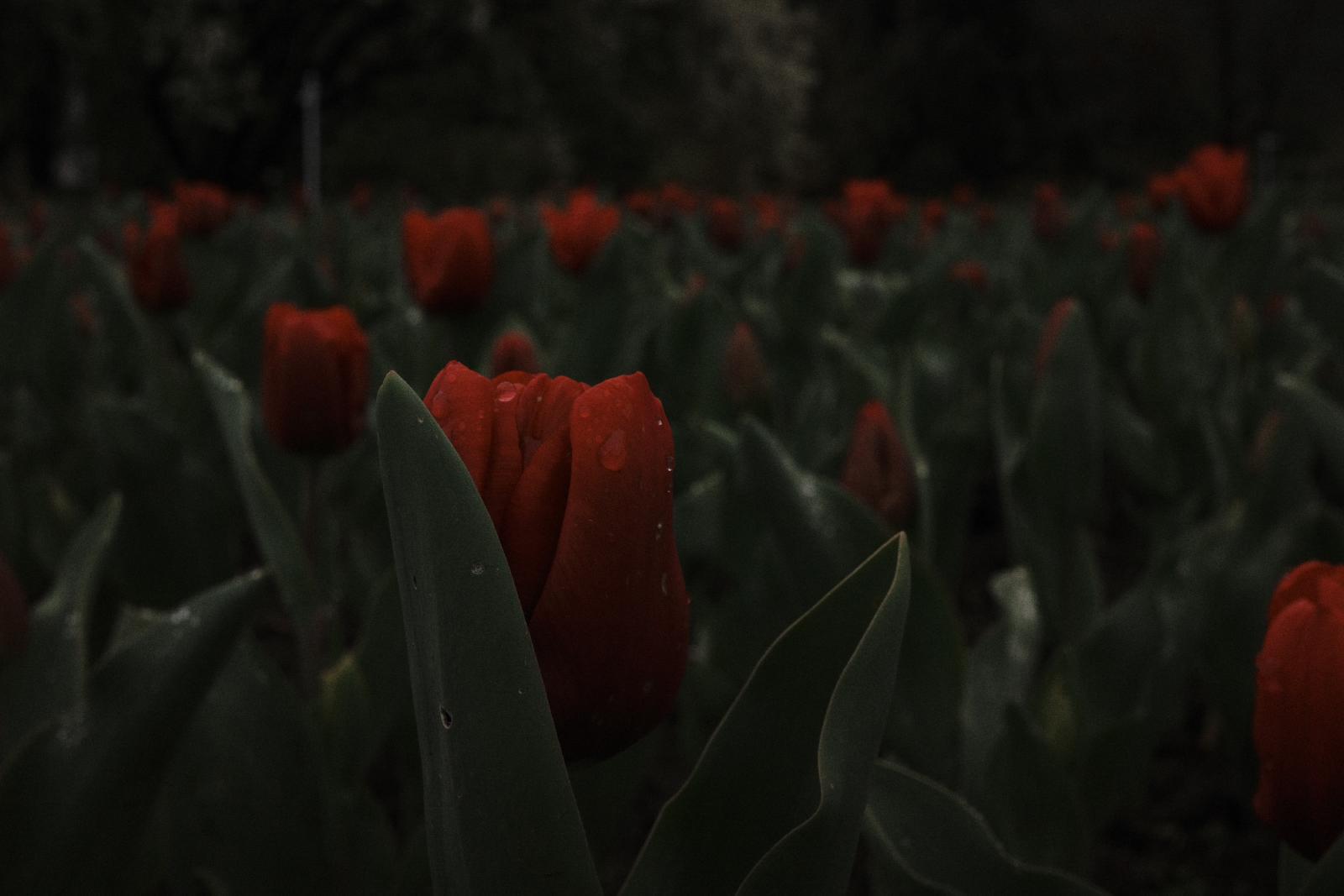 Rainy Flowers