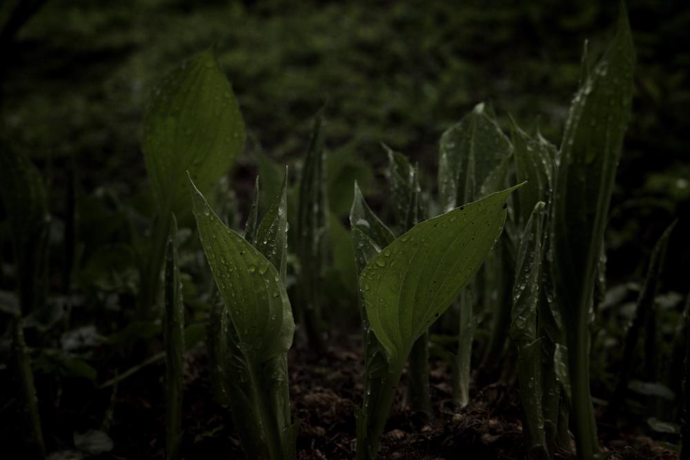 Spring Leafs 2