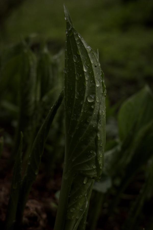 Spring Leafs