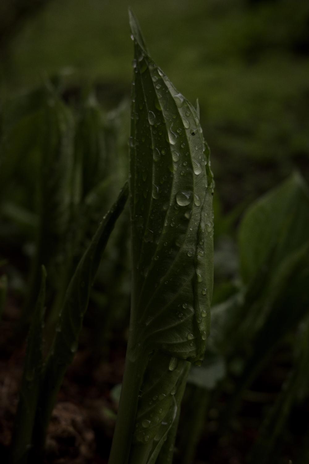 Spring Leafs